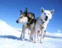 laponie chiens de traineau huskies
