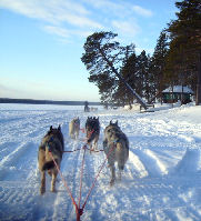 laponie finlandaise chiens traineau
